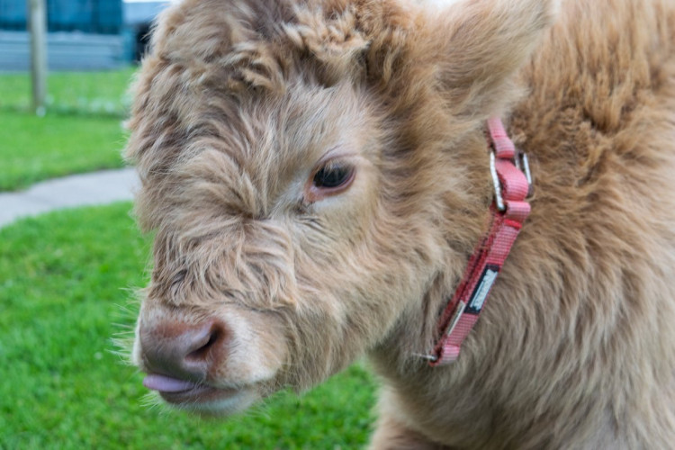 cow