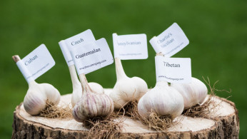 Garlic