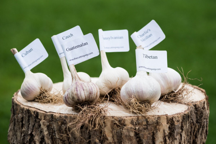 Garlic