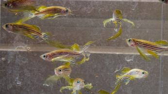 Zebrafish