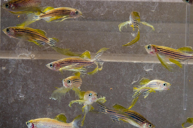 Zebrafish