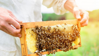 Honey