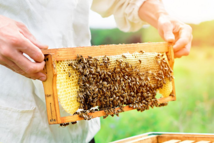Honey