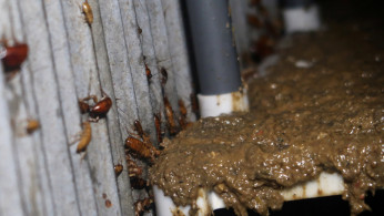Cockroaches fed with kitchen waste at the facility of Shandong Qiaobin Agriculture Technology