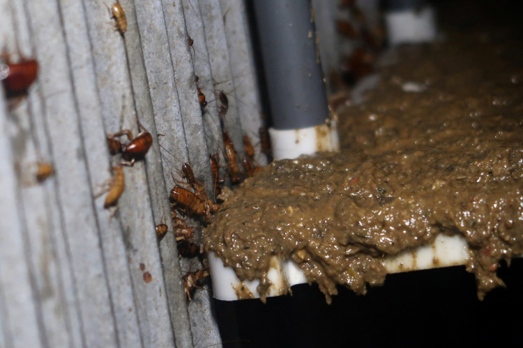 Cockroaches fed with kitchen waste at the facility of Shandong Qiaobin Agriculture Technology