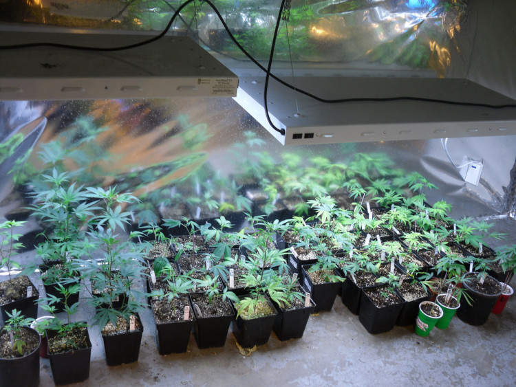 Medical Marijuana