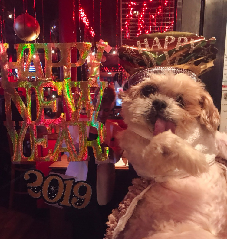 Marnie the Dog