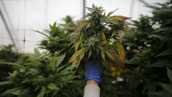 This new elixir is said to cure a lot of skin problems and even gives relief from pain, anxiety, and stress.