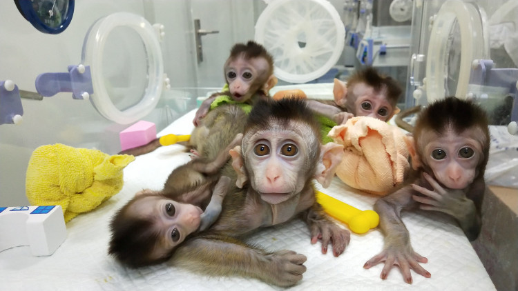 China's gene-edited cloned monkeys