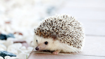 Hedgehog