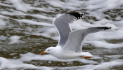 Winter seagull