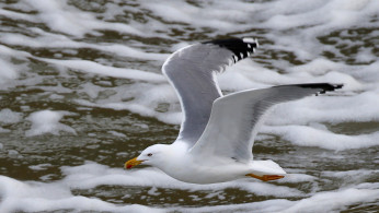 Winter seagull