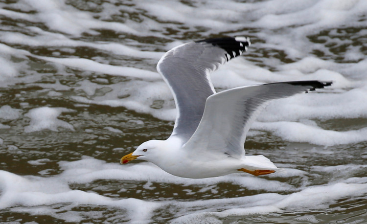 Winter seagull
