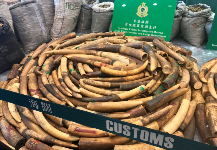 Illegal Wildlife Trade