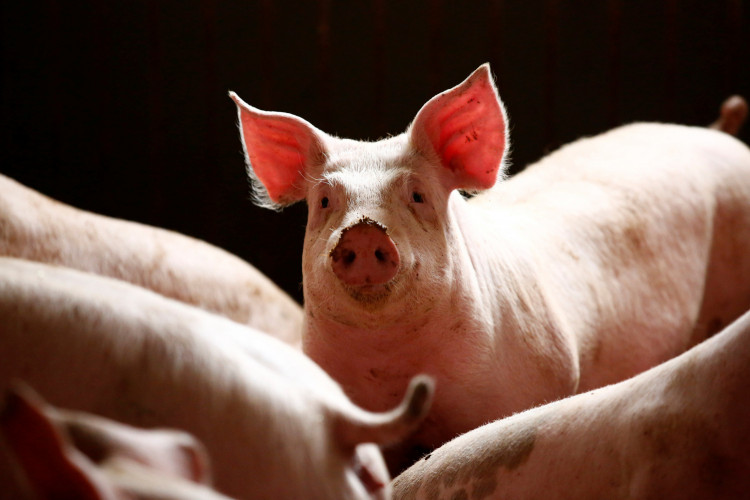 African swine fever outbreak