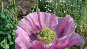 Opium Poppy