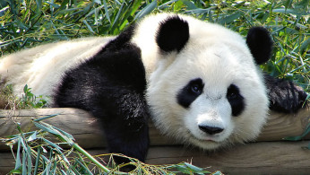 Giant Panda