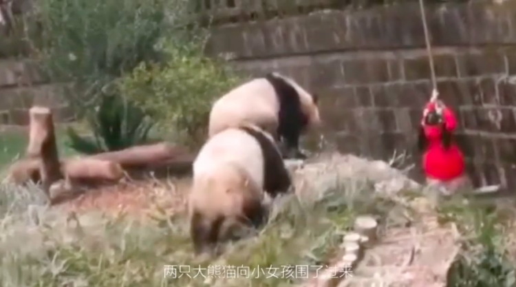 Little Girl Accidentally Falls Into Panda Enclosure In Sichuan