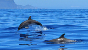 Taiji Dolphin Hunt