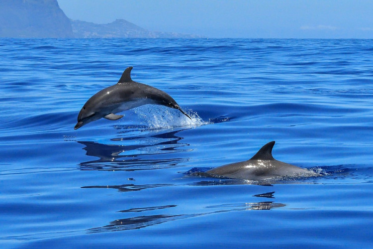 Taiji Dolphin Hunt