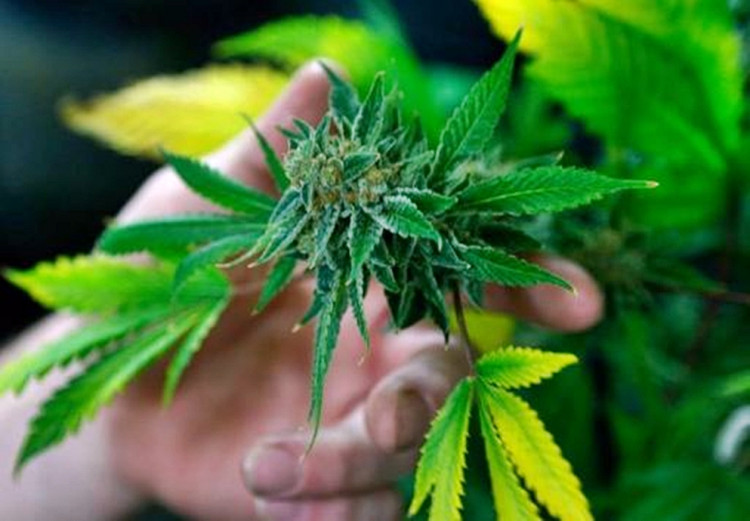 Marijuana boom