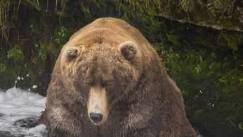 Grizzly Bear