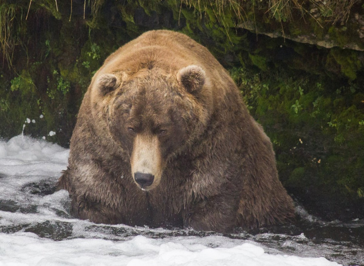 Grizzly Bear