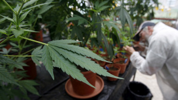 Cannabis