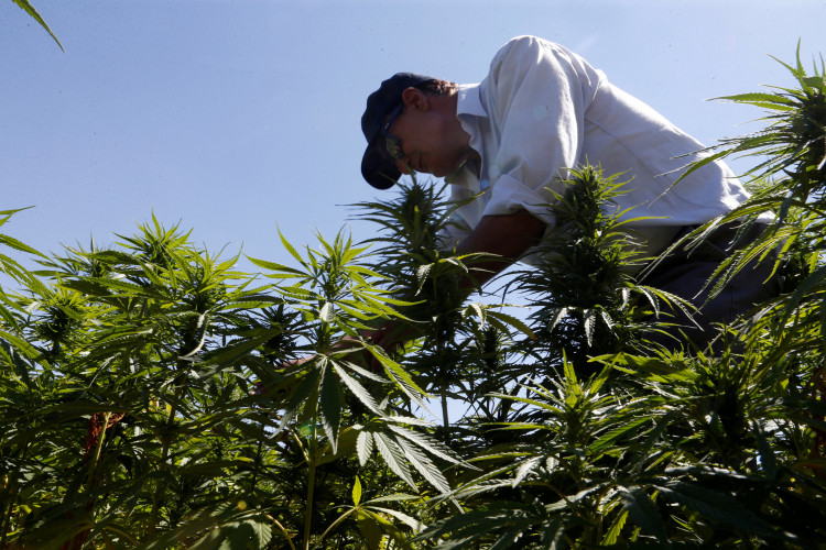Marijuana farmer.