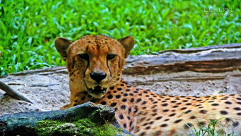 Wildlife tourism in Asia is booming, but it becomes unethical as it is to the expense of the wild animals.