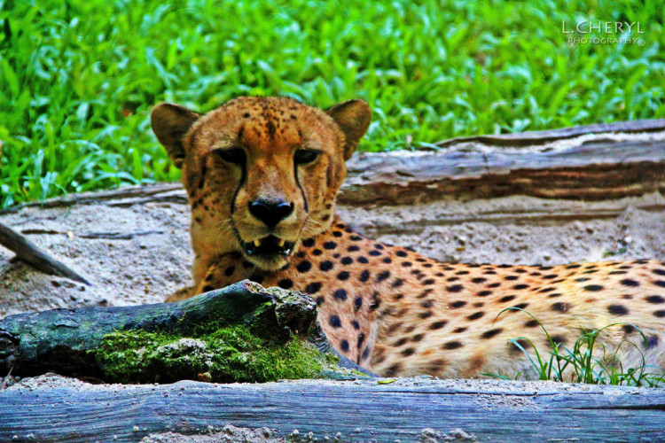 Wildlife tourism in Asia is booming, but it becomes unethical as it is to the expense of the wild animals.