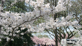 Did you know that aside from Japan, you can also see cherry blossoms in South Korea?