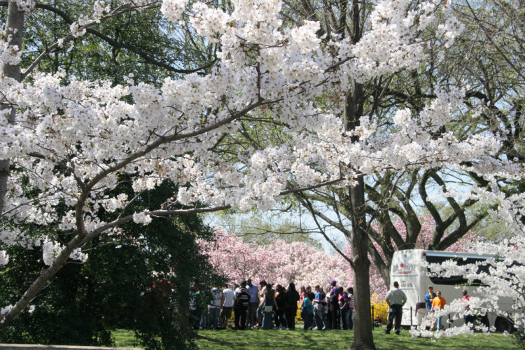 Did you know that aside from Japan, you can also see cherry blossoms in South Korea?
