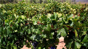 Grapes Australia