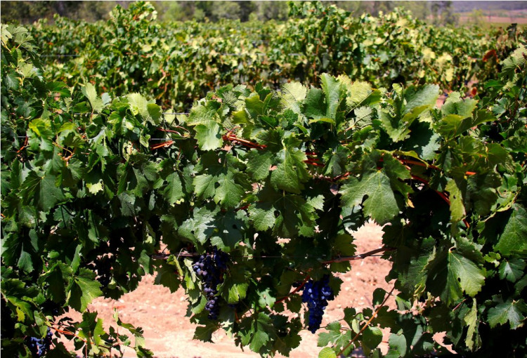 Grapes Australia