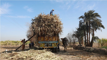 Sugarcane