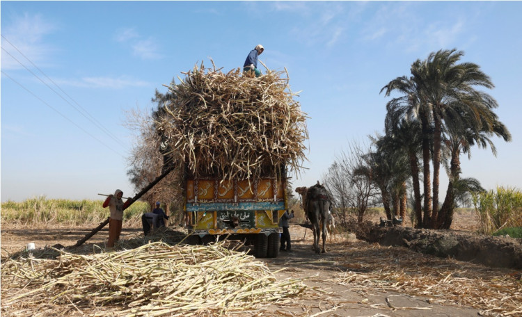 Sugarcane