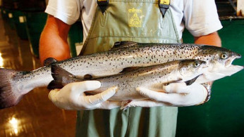 That's a lot of fish