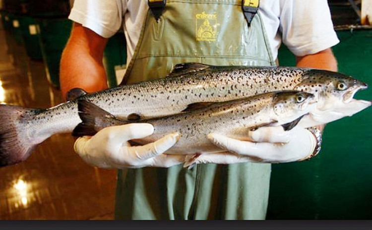 That's a lot of fish
