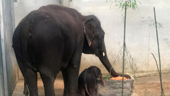 A newborn Asian elephant stands next to her mother Aye Chan May at Pairi Daiza wildlife park, a zoo and botanical garden in Brugelette.