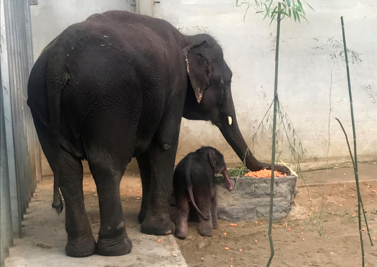A newborn Asian elephant stands next to her mother Aye Chan May at Pairi Daiza wildlife park, a zoo and botanical garden in Brugelette.
