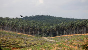 Malaysia's Palm Oil