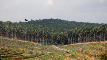 Malaysia's Palm Oil