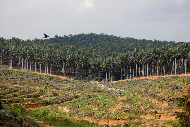 Malaysia's Palm Oil