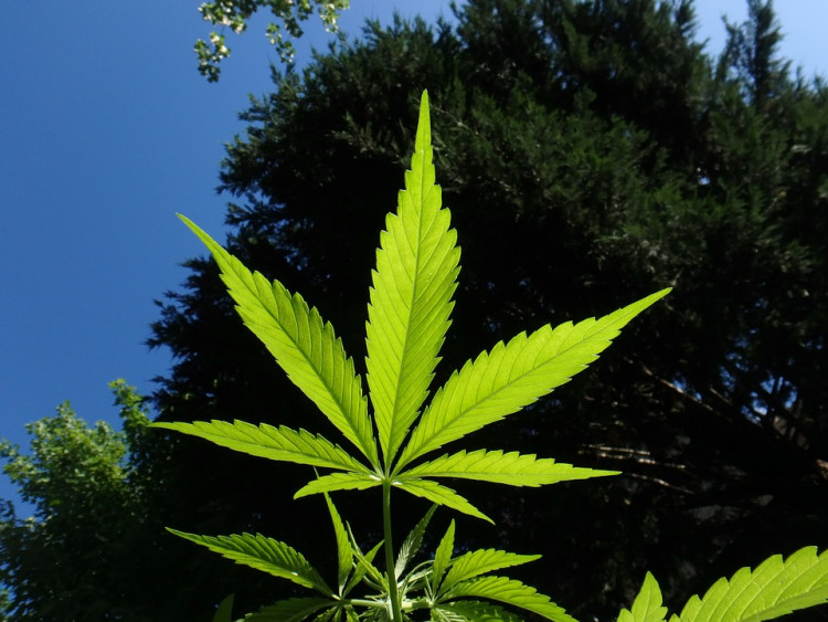 Hemp leaf.