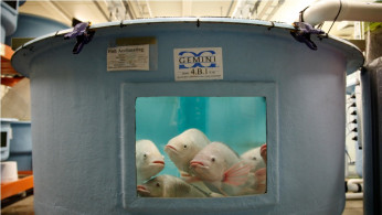 Tilapia fish breeding