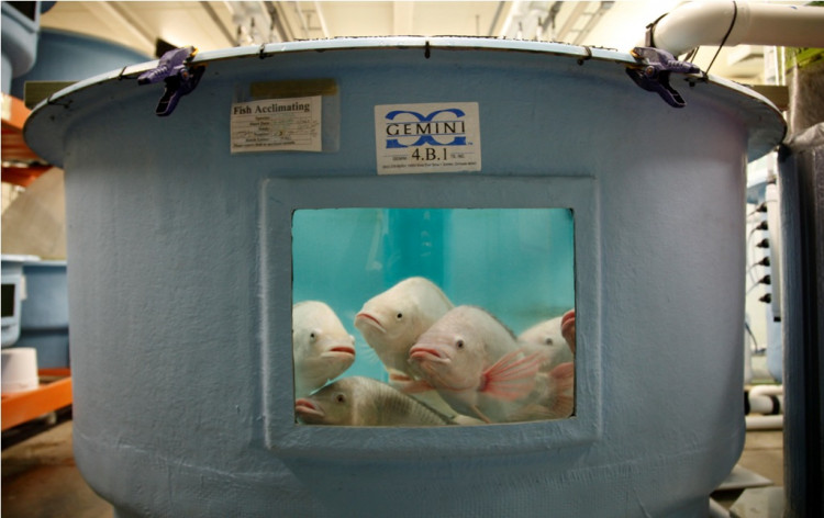 Tilapia fish breeding