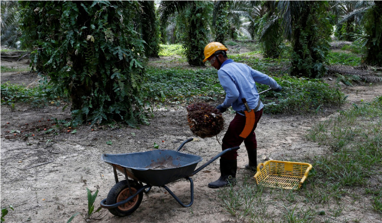 Palm Oil