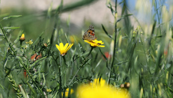Flower field