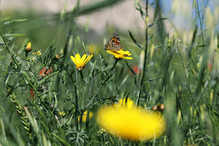 Flower field